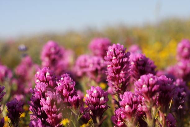 field of owl’s clovers - owl clover imagens e fotografias de stock