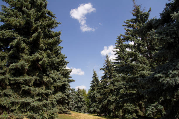 istock beautiful spruce outdoors 873684362
