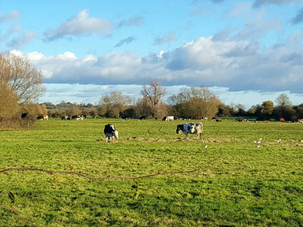 istock Chilly Autumn walk in Wiltshire - UK 873684864