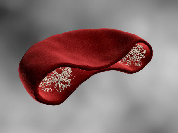 Red Blood cell with hemoglobin stock photo