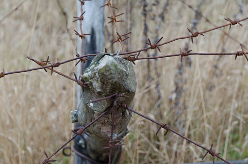 A wooden pole with several lines of barbed wire. The wire is old and rusty. In the background a  rotten autumn grass.