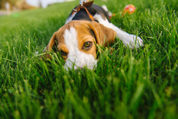 istock Dog on green meadow. Beagle puppy walking 873687744