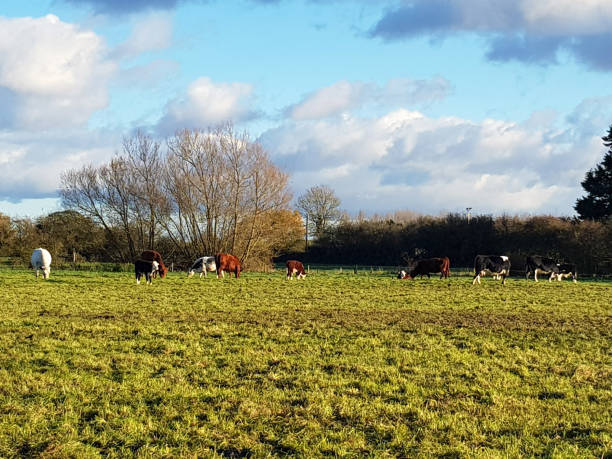 istock Chilly Autumn walk in Wiltshire - UK 873687872