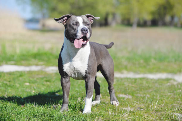 istock Blue staffordshire terrier for a walk 873690686