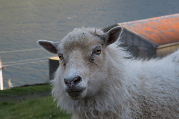 Schaf / Sheep / Ovis