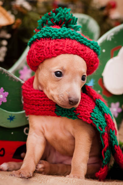 istock Italian greyhound puppy on New Year's background 873691208