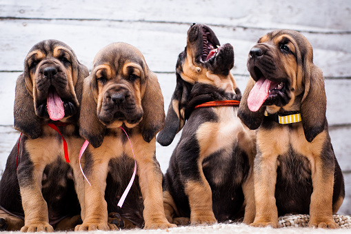 Beautiful puppies Bloodhound on a light background. Four bloodhound puppy