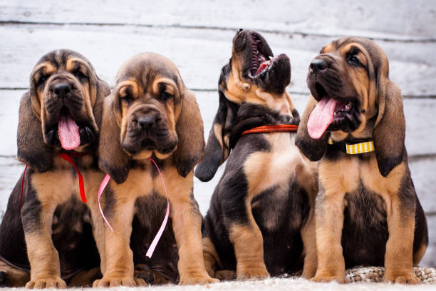 Beautiful puppies Bloodhound on a light background Beautiful puppies Bloodhound on a light background. Four bloodhound puppy hound stock pictures, royalty-free photos & images
