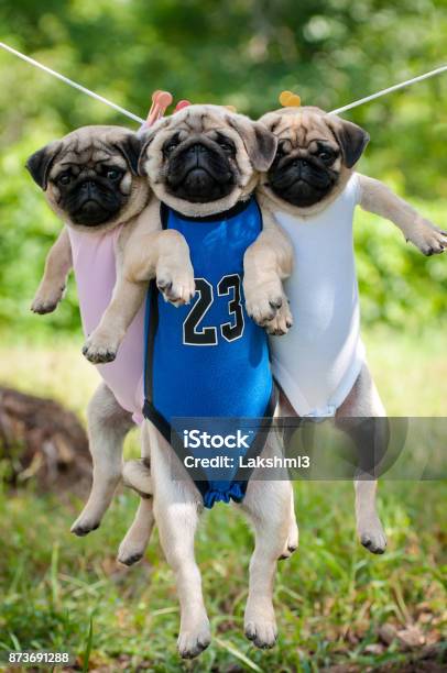 Funny Pug Puppies Weigh In A Clothesline Stock Photo - Download Image Now - Animal, Bowl, Canine - Animal - iStock Funny Pug Puppies Weigh In A Clothesline Stock Photo - Download Image Now - Animal, Bowl, Canine - Animal - iStock