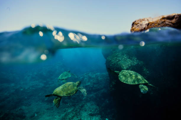 Hawaiian turtles from paradise