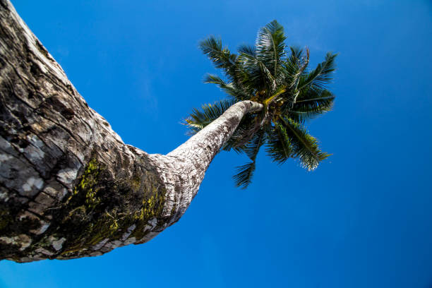 magnifique palmier grand à l’océan - hawaii islands maui palm tree kauai photos et images de collection