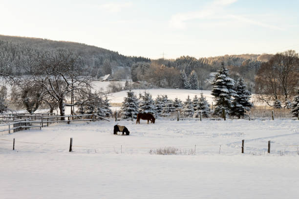 istock Grazing ponies in a snow-covered landscape 873698362