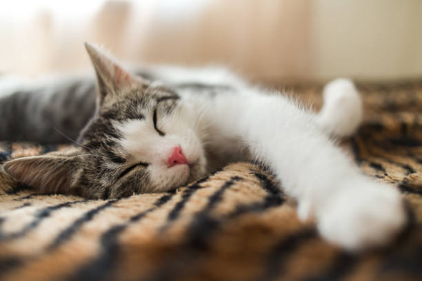 istock Cute little striped kitten sleeps on fur tiger blanket 873698364