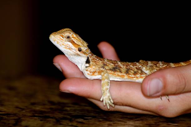 istock Gold Bearded Dragon on Boy's Hand 873698448