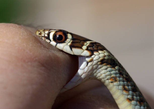 若い緑鞭ヘビ イタリア (hierophius viridiflavus) から人間の指をかむ - hierophis viridiflavus ストックフォトと画像