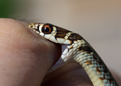 Young Green Whip Snake from Italy (Hierophius viridiflavus) biting a human finger