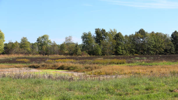 istock Meadow with dried pond surrounded by cattails and trees 873698500