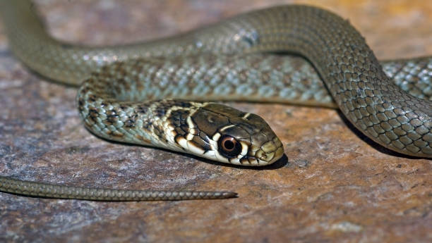 istock Young Green Whip Snake from Italy (Hierophius viridiflavus) 873698580