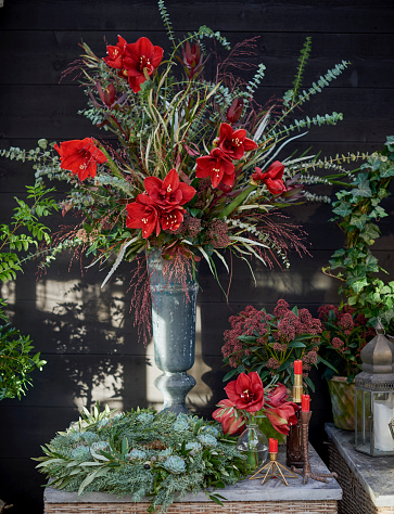 flower arrangement for Christmas with red amaryllis