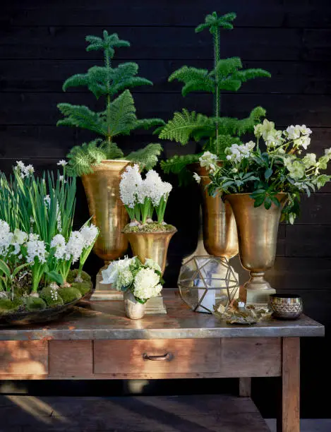 flower arrangement for Christmas with white hellebore and hyacinths