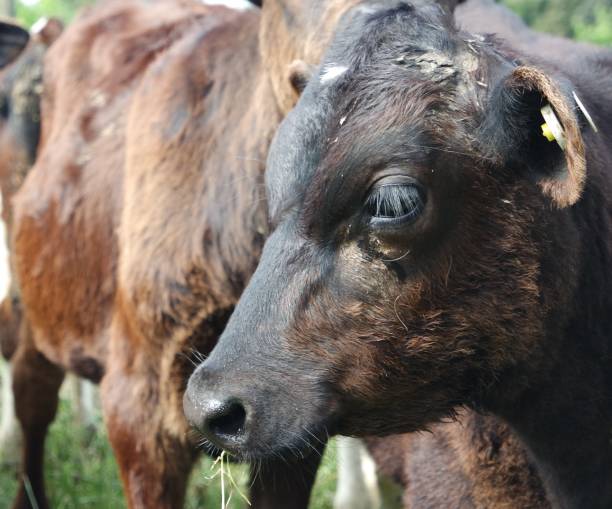 istock Side on photo of a calf 873705310