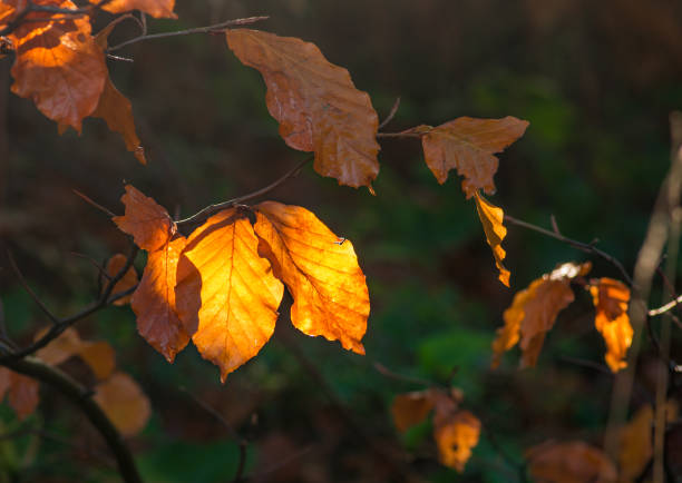 istock Beech leaves background, colorful autumn 873705820