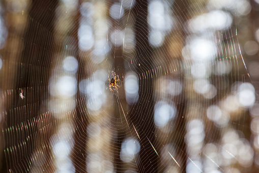 Close up view of a spider web with rain drops on.