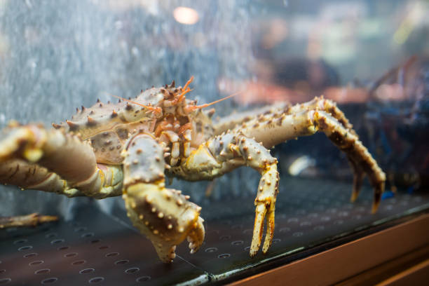 istock Live crab on sale 873709038