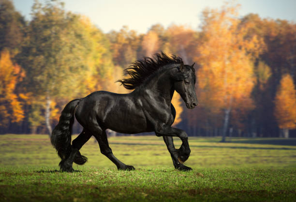 istock Big black horse runs in the forest background 873711512