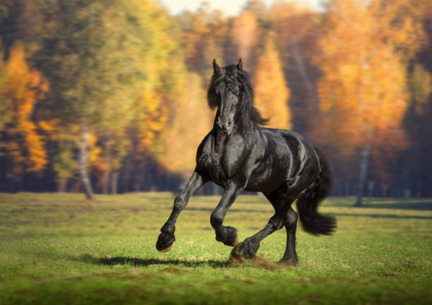 istock Big black horse runs in the forest background 873711534