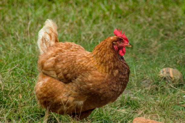 istock Side view of red rooster in a farmyard 873718800