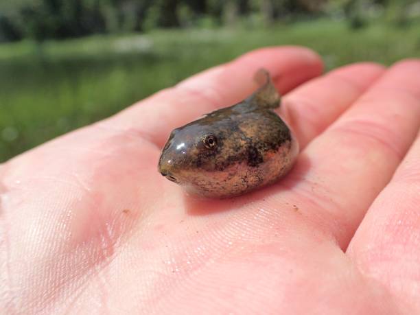 columbia spotted frog tadpoles - tadpole frog human hand young animal imagens e fotografias de stock