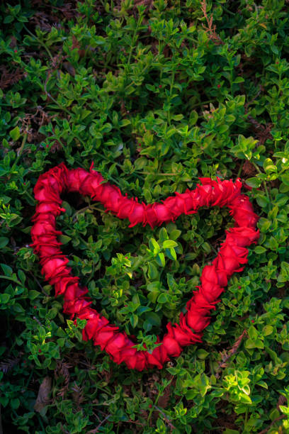 istock Rose petals in a heart shape 873719808