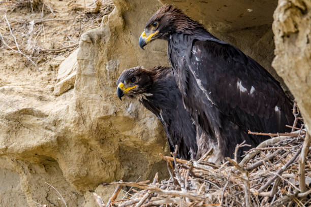 águila real  - aguila real fotografías e imágenes de stock