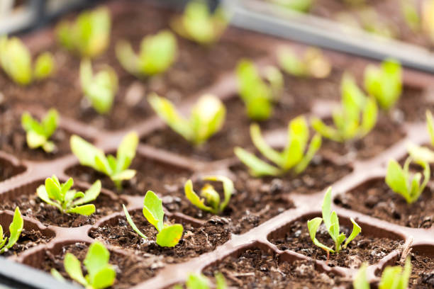 istock Baby Plants in Pots 873722250