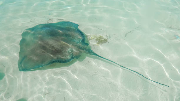 istock Stingray in Abaco Island, Bahamas 873725918