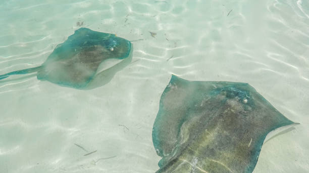 istock Stingray in Abaco Island, Bahamas 873725930