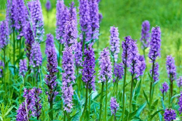 istock purple wild flowers for bees 873732594
