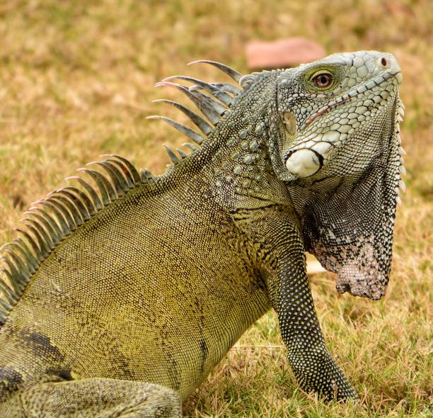 istock Wild iguana on tropical island. 873736508