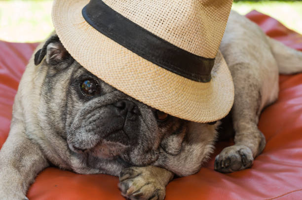 istock Beautiful pug breed dog with stylish hat. 873736794