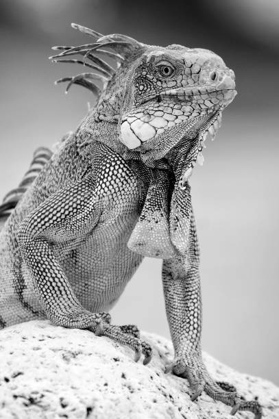 istock Large wild iguana standing on a rock at the ocean 873737040