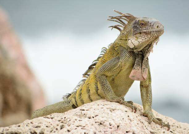 istock Large wild iguana standing on a rock at the ocean 873737058