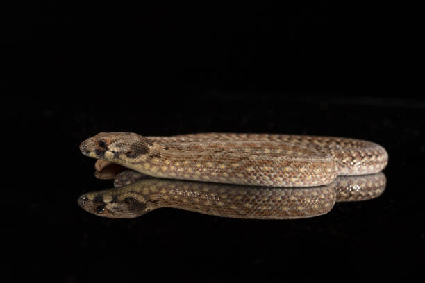 istock Hooded Scaly Foot Legless Lizard 873739696