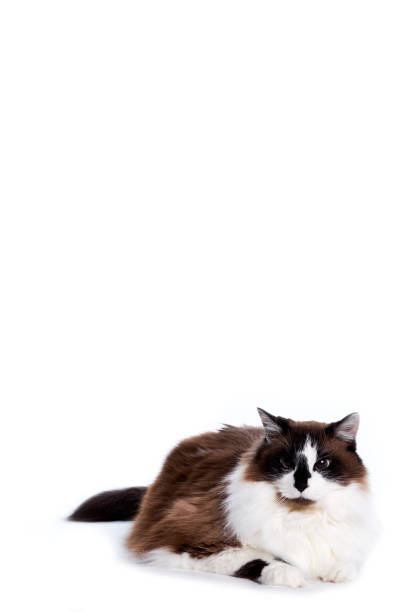 White, brown, black, ragamuffin cat looking laying down and looking off camera on white background.