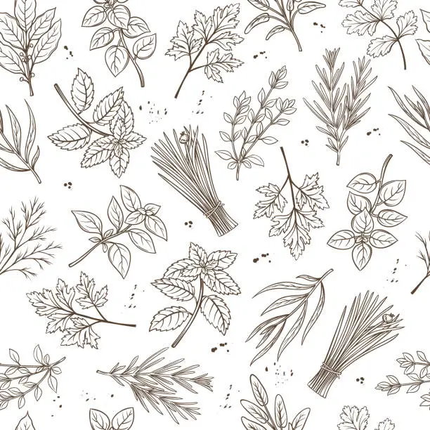 Vector illustration of Seamless pattern herbs