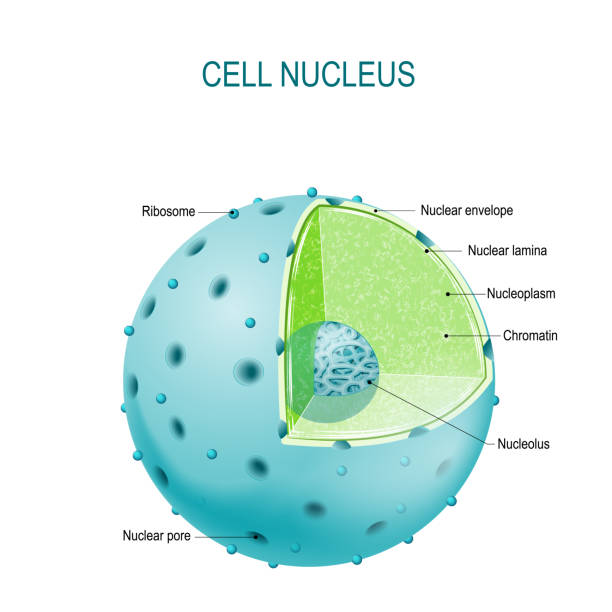 Cell nucleus Structure of Nucleus. parts of the cell nucleus: nuclear envelope, nucleoplasm, nuclear matrix, chromatin and nucleolus nucleus stock illustrations
