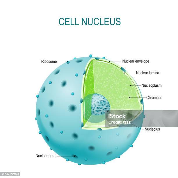 Cell Nucleus Stock Illustration - Download Image Now - Nucleus, Biological Cell, Nucleoplasm