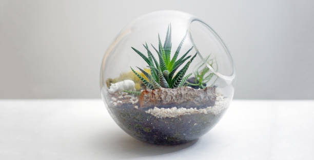 istock Terrarium isolated on table against gray background 873743056