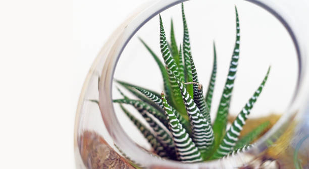 istock Terrarium isolated against white background 873743078