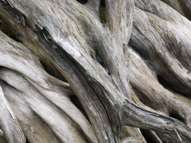 istock close-up of weathered tree trunk roots, all in focus 873746198